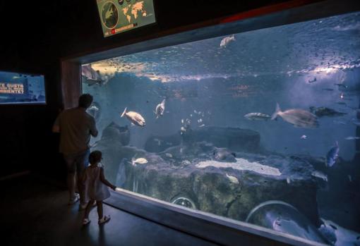 Reapertura del acuario de Sevilla