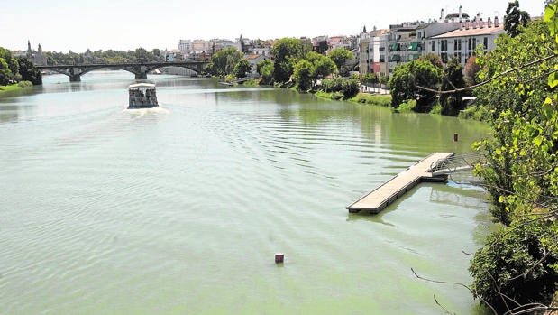 Sevilla fumiga las zonas húmedas de la ciudad para acabar con el mosquito