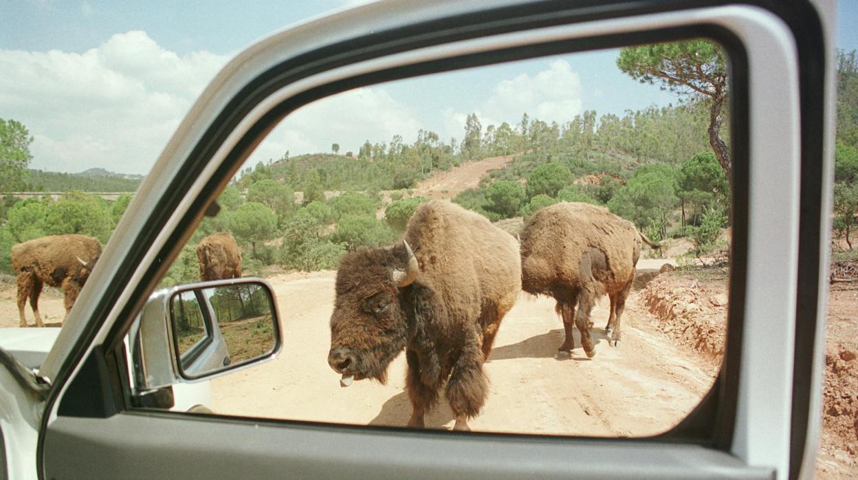Animales en la reserva de El Castillo de las Guardas