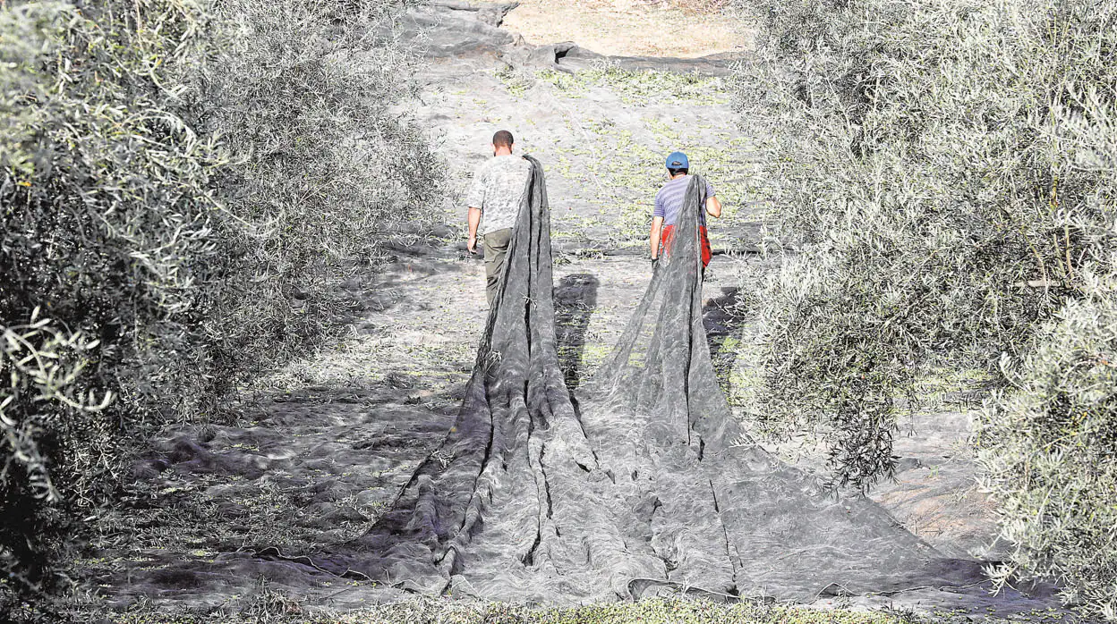 Dos jornaleros trabajan en la recogida de la aceituna en el campo sevillano