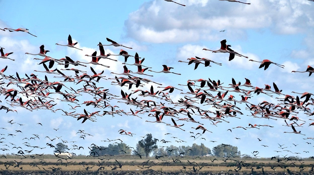 La marisma es un su mayor parte una zona virgen con muchas aves migratorias