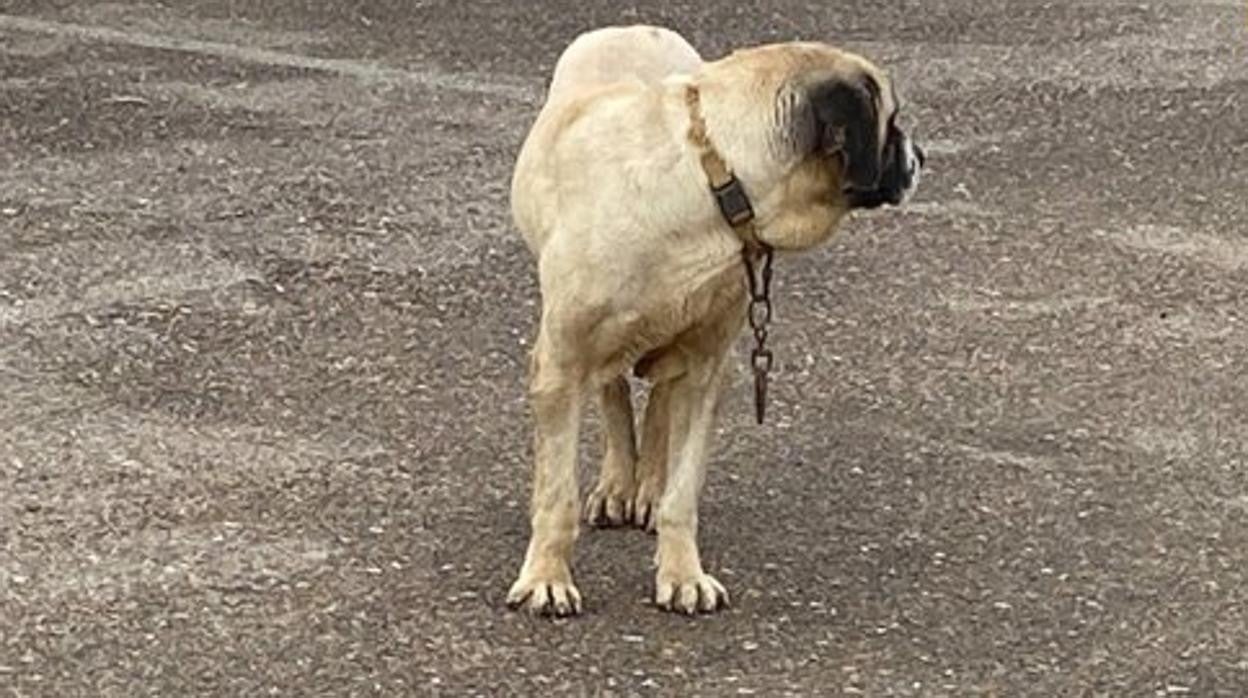 cuando y donde fueron mastin