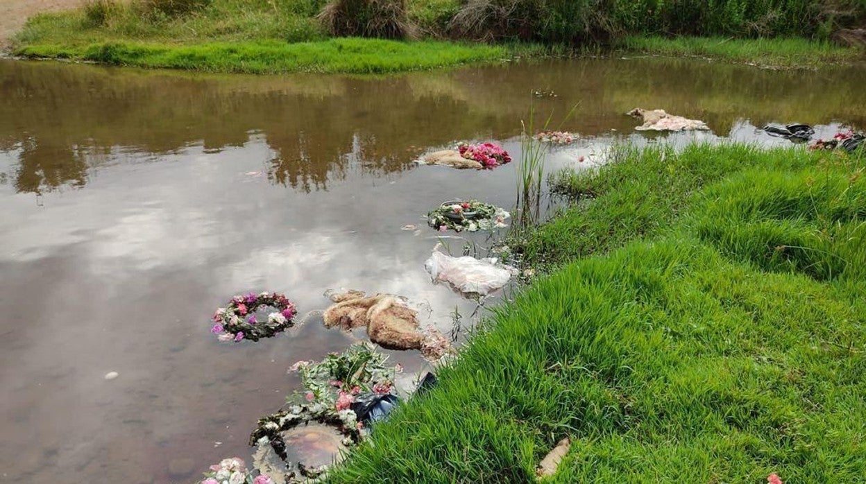 Animales sacrificados en Cantillana