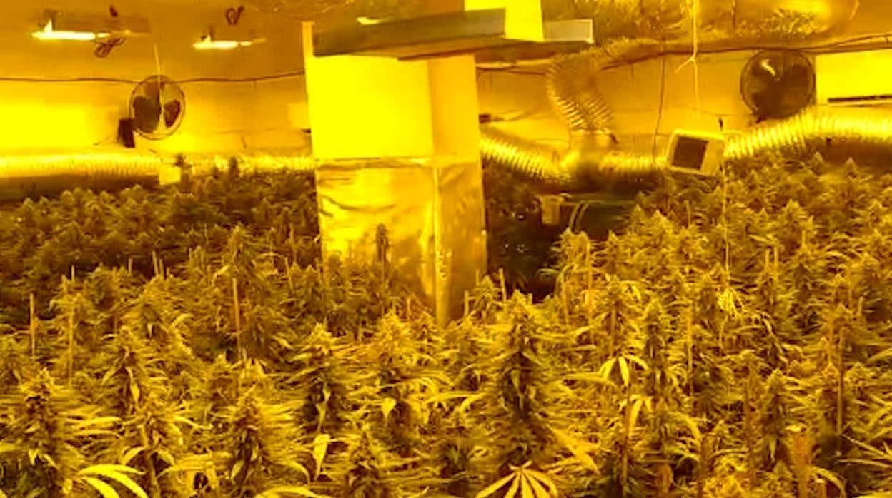 Plantación en la calle Avión Cuatro Vientos