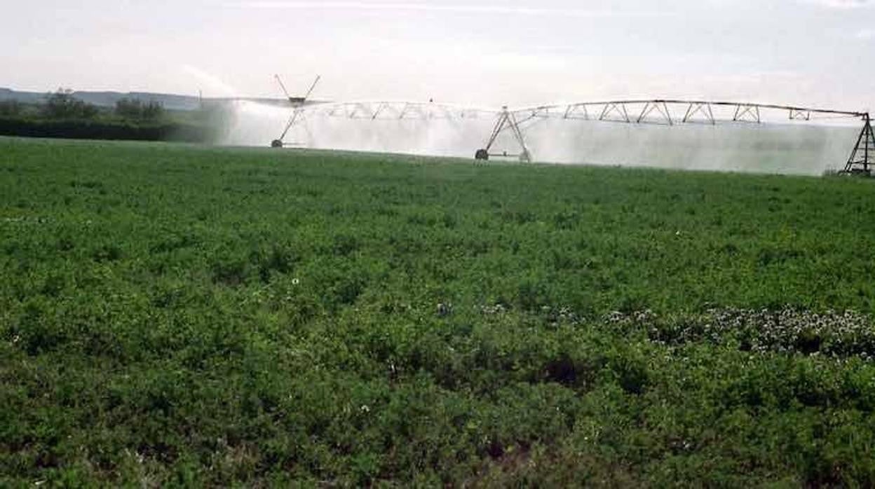 Imagen de archivo de un campo de regadío en la provincia sevillana