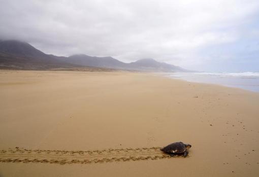 Playa de Cofetes en Fuerteventura
