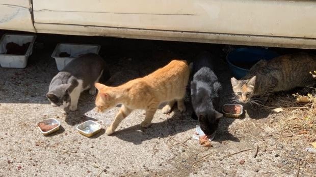 Policías en defensa de una colonia felina que se ha asentado en la comisaría de Blas Infante
