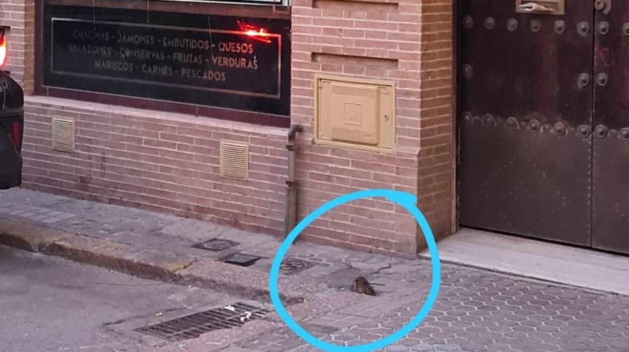 Una rata aparecida en la calle Zaragoza