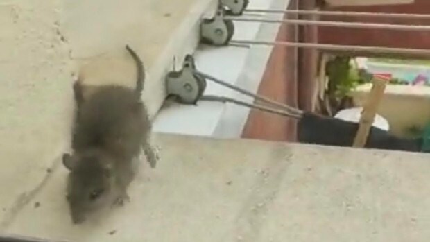 Proliferan las ratas por el barrio de El Juncal de Sevilla, que ya alcanzan un cuarto piso