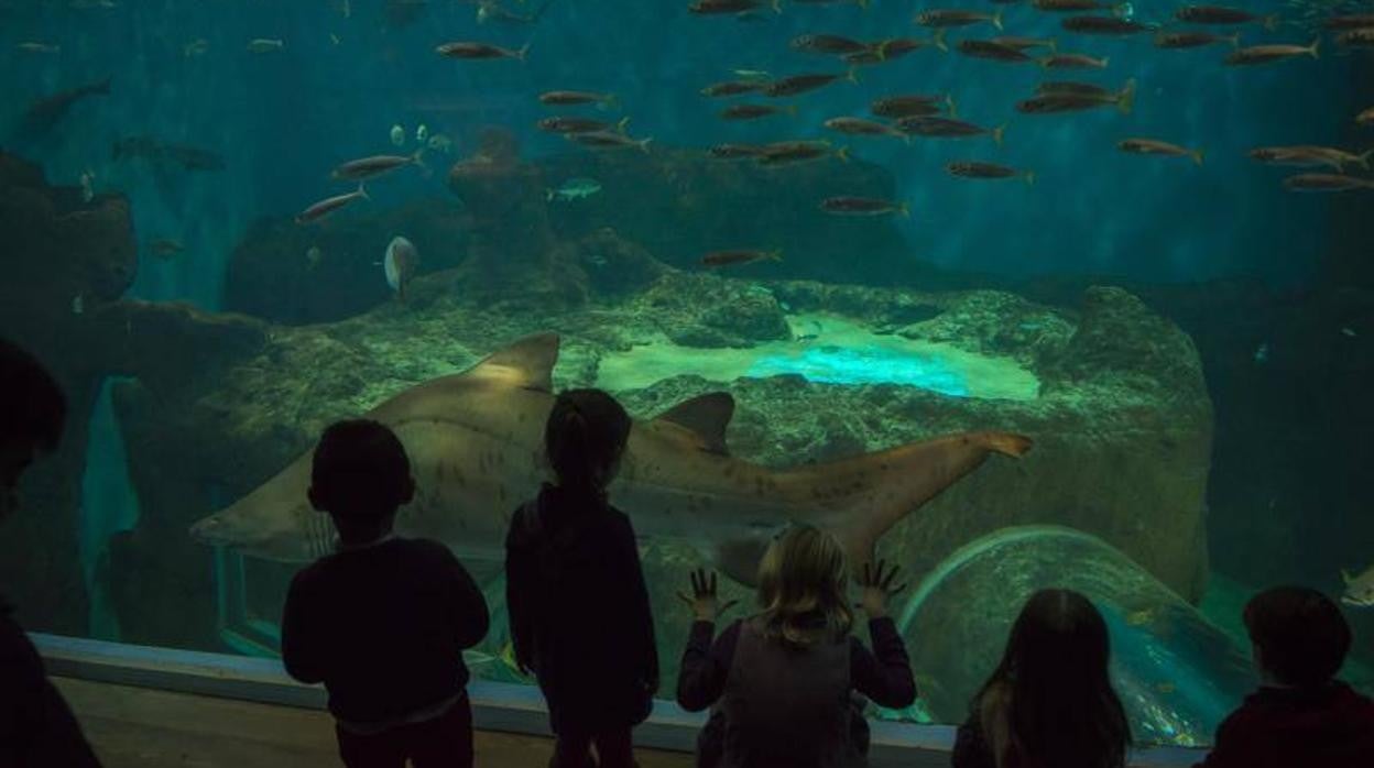 Niños disfrutando de los peces del acuario