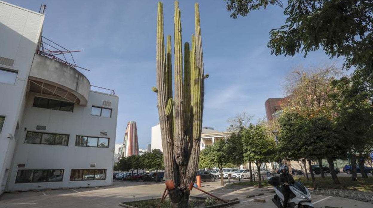 El cactus milenario del pabellón de México en la Cartuja