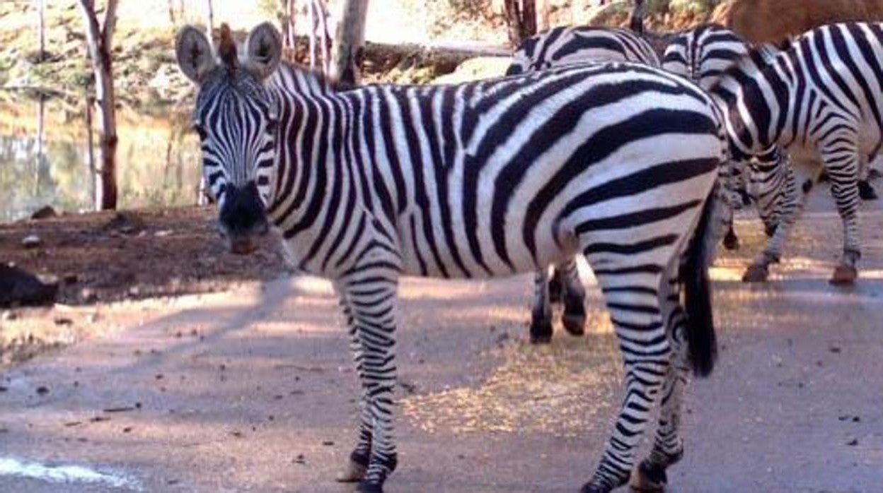 Imagen de animales de la Reserva Natural de Castillo de las Guardas