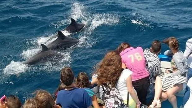 Avistamiento de cetáceos en el Estrecho de Gibraltar, una experiencia inolvidable