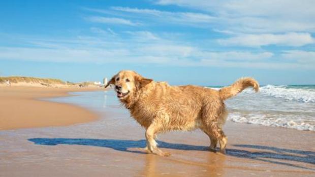 Las mejores playas de Andalucía donde llevar a tu perro