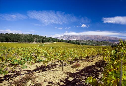 Vistas a Sierra Nevada desde los viñedos de Señorío de Nevada