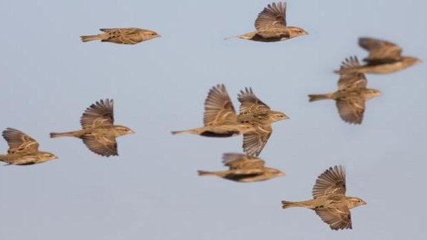 Otra de la bellas estampas que deja el avistamiento de aves