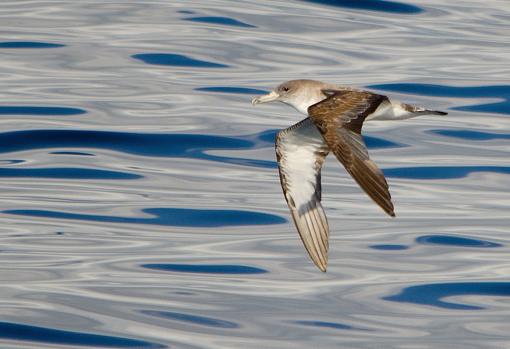 Una de las bellas aves marinas que transitan por el Estrecho