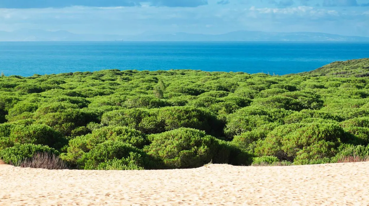 Los cuatro paisajes de dunas más espectaculares de Andalucía