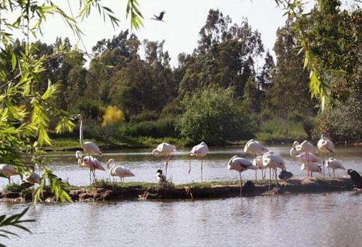 Diez lugares para el avistamiento de aves en Andalucía