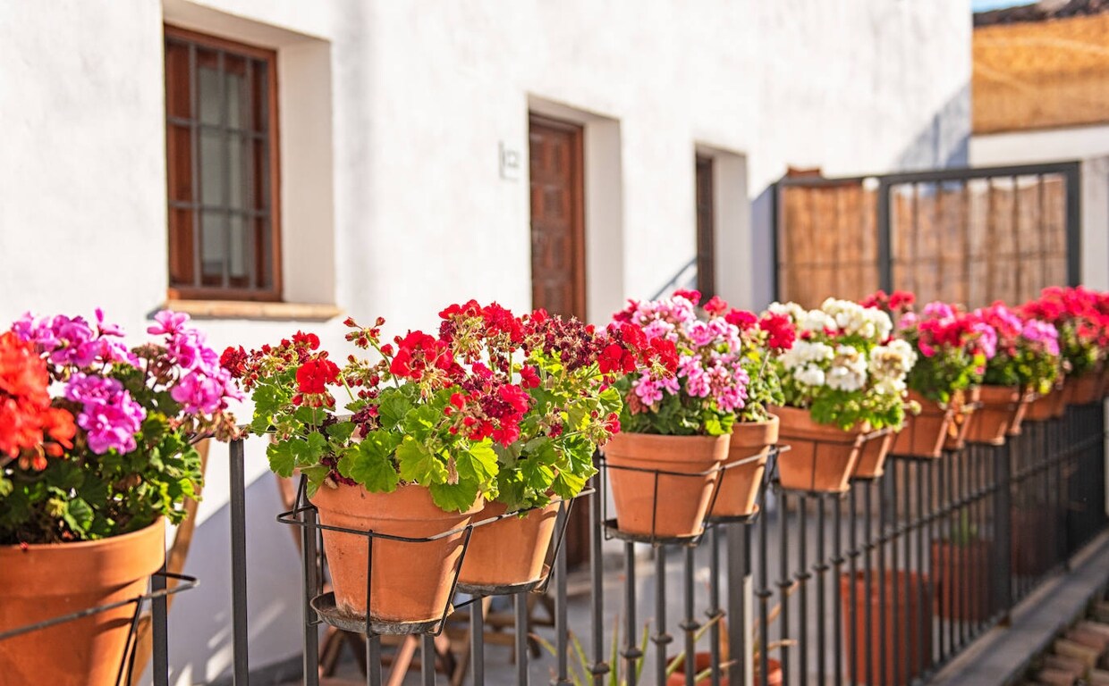 Trucos y consejos para que florezcan los geranios sanos en tu balcón