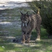 La Junta de Andalucía suelta cuatro nuevos linces ibéricos en la Sierra de Arana