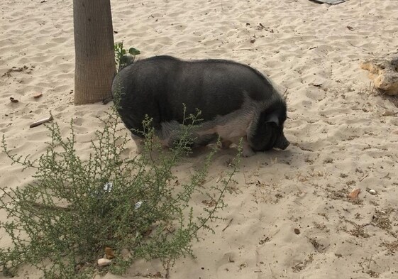 Un ejemplar de cerdo vietnamita