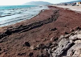 El alga asiática invasora amarga los días de playa en Andalucía