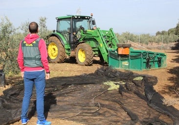 La Guardia Civil de Córdoba intensifica el plan para reducir los robos de aceitunas