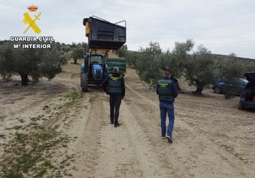 Dos detenidos en Bujalance por sustraer 5.000 kilos de aceituna en una finca