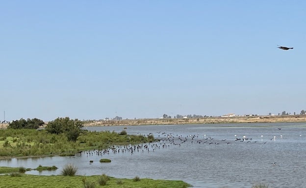 Aves en el entorno de Doñana