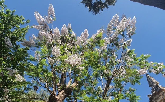 jacaranda-blanca-universidad-U8871033554