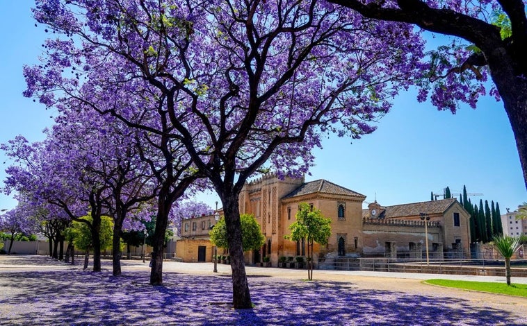 jacarandas-flor-buhaira-U80103682515dso-