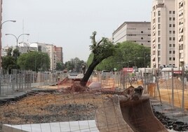 Un árbol arrancado en San Francisco Javier para la obra del tranvía