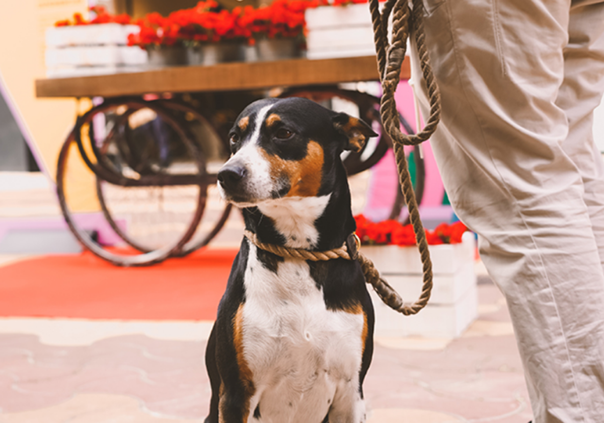 se permiten perros en el metro de dc
