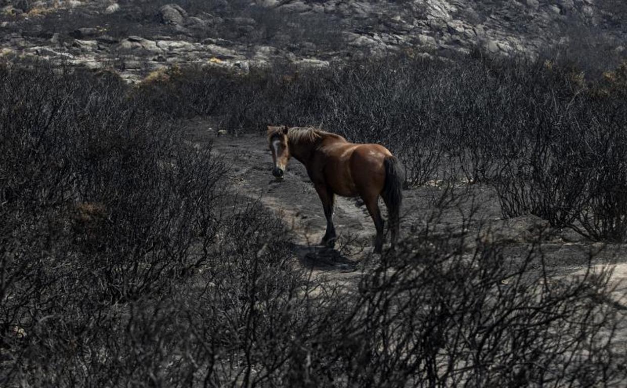 Un caballo en los montes quemados de A Curota, en A Pobra do Caramiñal