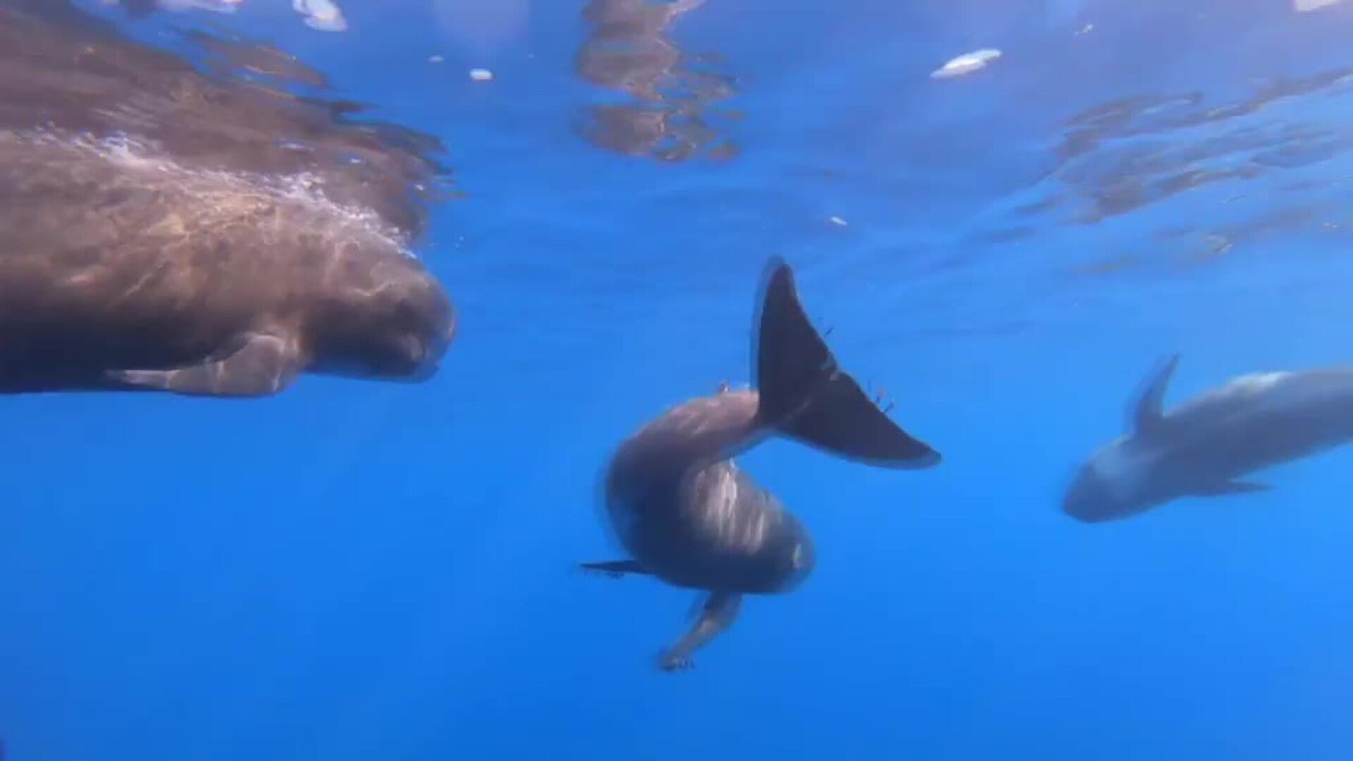 Identificados hasta 99 ejemplares de ballenas en el mar Mediterráneo