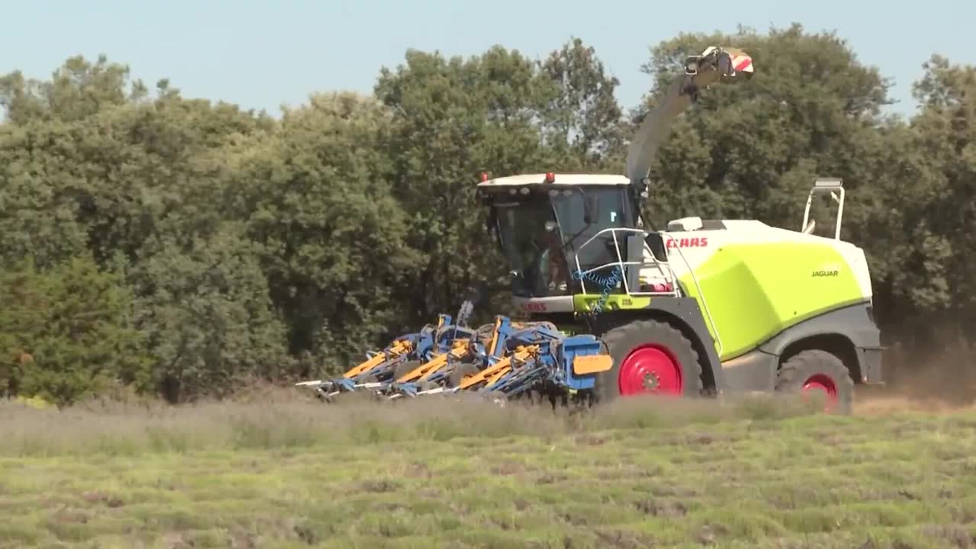 Recogida de lavanda en los campos de Brihuega