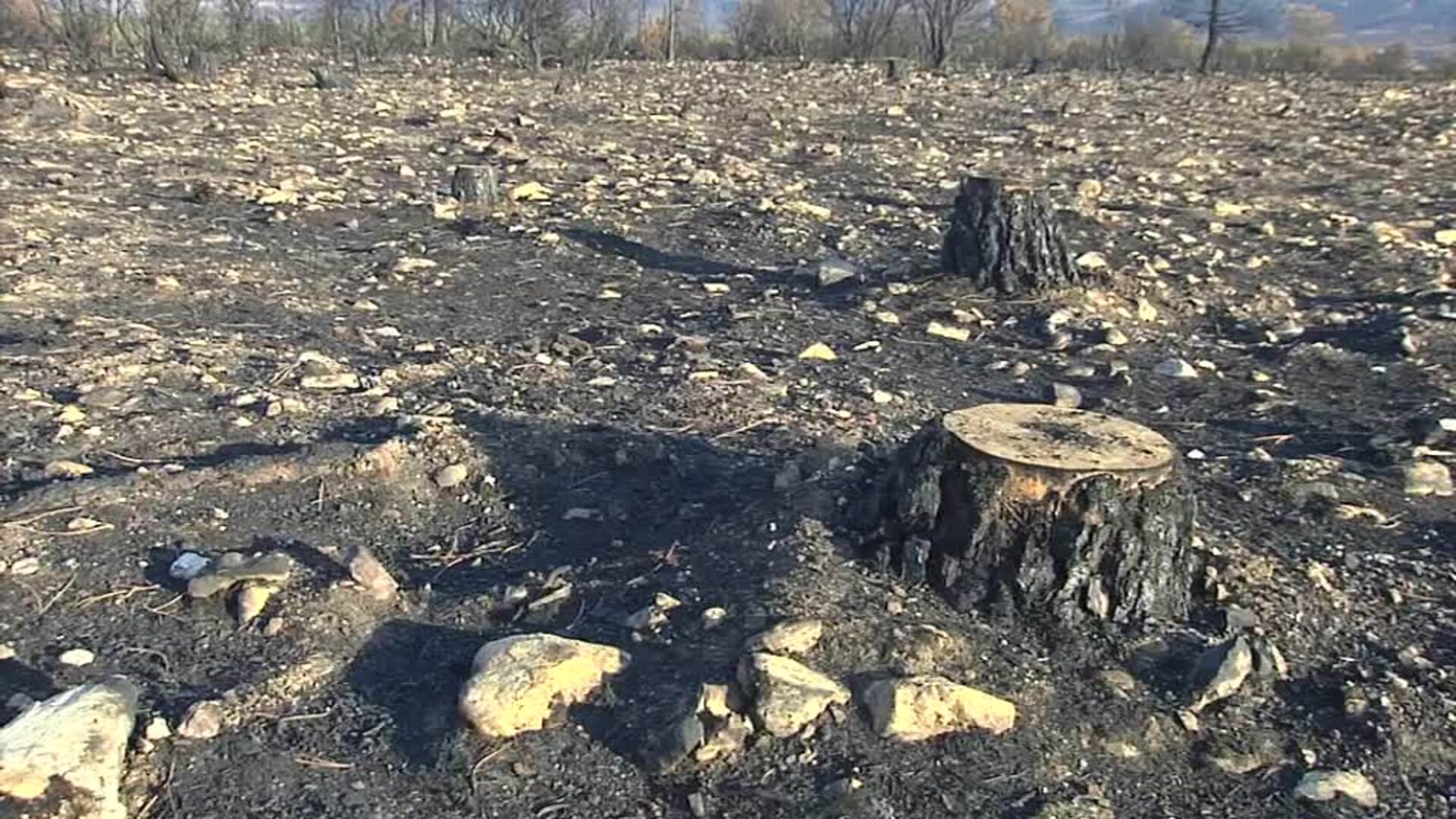 ¿Qué hacer con la madera quemada de nuestros bosques?