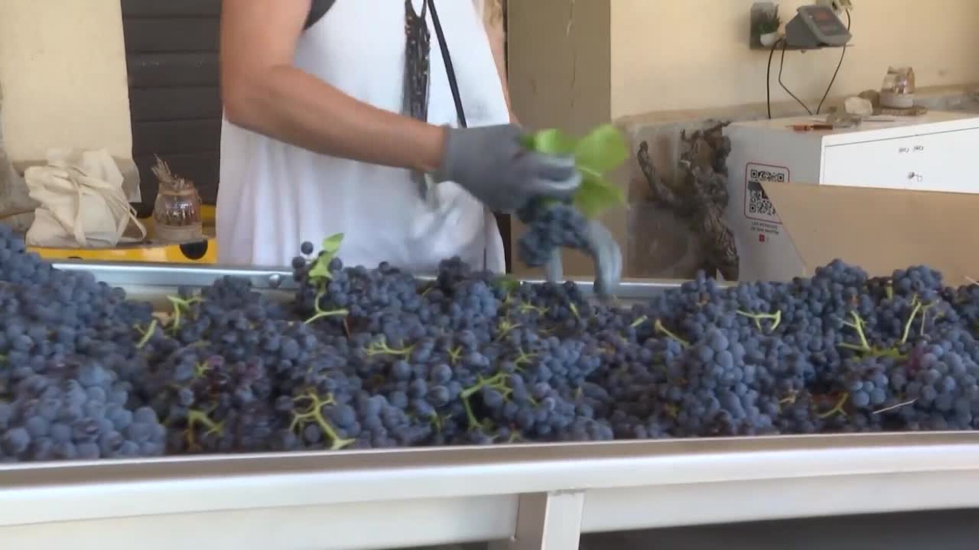 La vendimia se adelanta en algunos puntos debido a la "sequía" y al "calor"