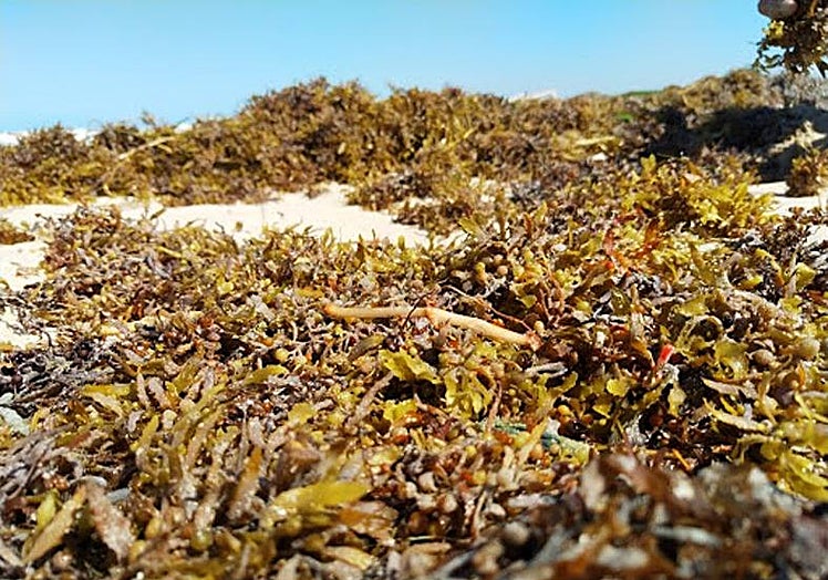 Los arribazones, esta acumulación de algas, son un residuo que los municipios costeros tienen que gestionar y que acaban en el vertedero.