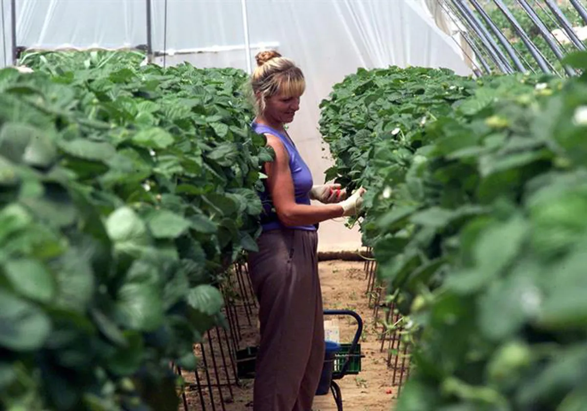 Cerrar la brecha de género en el campo elevaría un billón la riqueza mundial