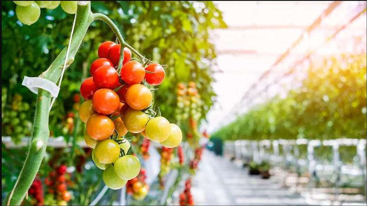 El secreto de unos tomates de invernadero 'regados' con el humo de una chimenea