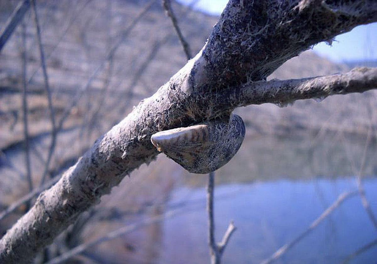 Mejillón cebra en la Cuenca del Guadalquivir.