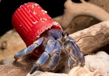 El cangrejo ermitaño cambia su concha por un tapón de plástico
