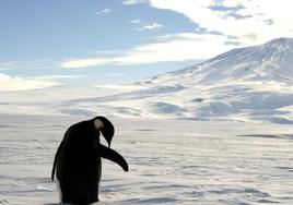 El cambio climático «trastoca la personalidad» de los pingüinos