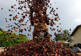 El precio del cacao rompe récords históricos por el calor y la sequía