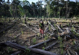 Narcodeforestación, el fenómeno que crece con el consumo de drogas