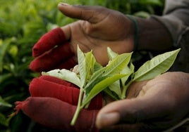 La primera plantación de té ecológico de Europa está en España