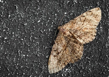 ¿Demasiadas polillas? Hay una explicación «natural»