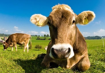 Dinamarca cobrará a los ganaderos por los pedos de sus vacas, ovejas y cerdos